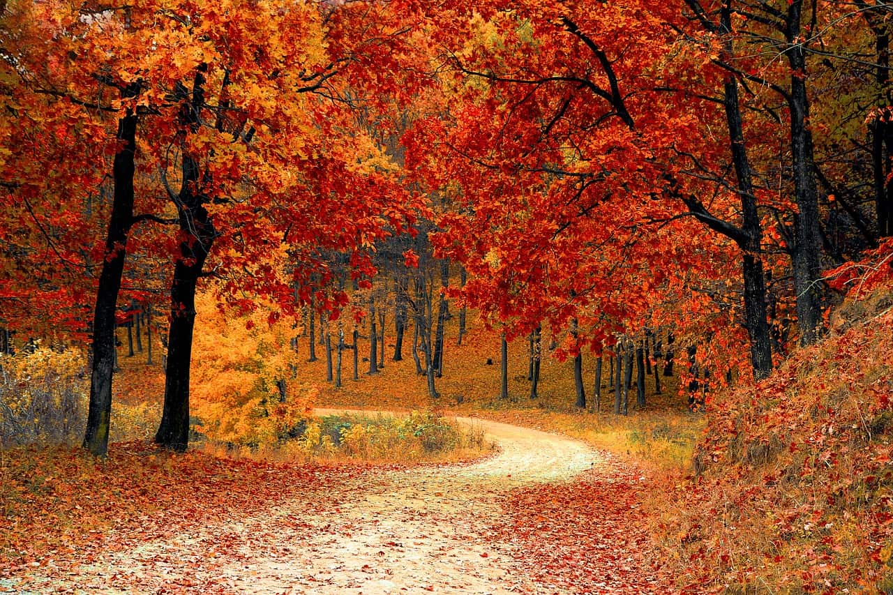 Fall Season | A Time to Love
